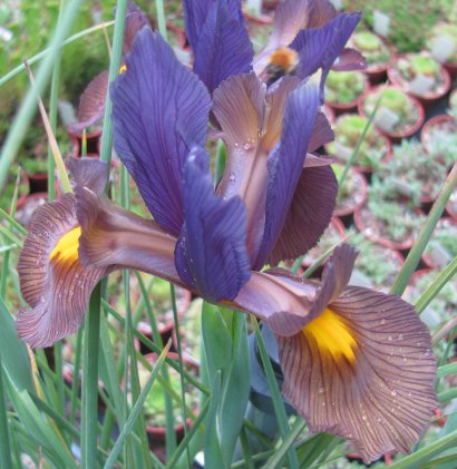 Iris hollandica 'Tigereye' 